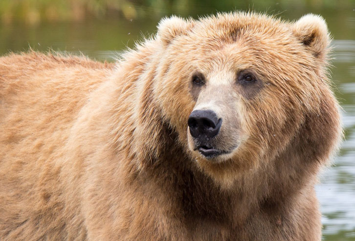 Kodiak Braunbären in Alaska