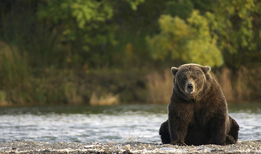 Zahlreiche Wildtiere im Yukon und in Alaska