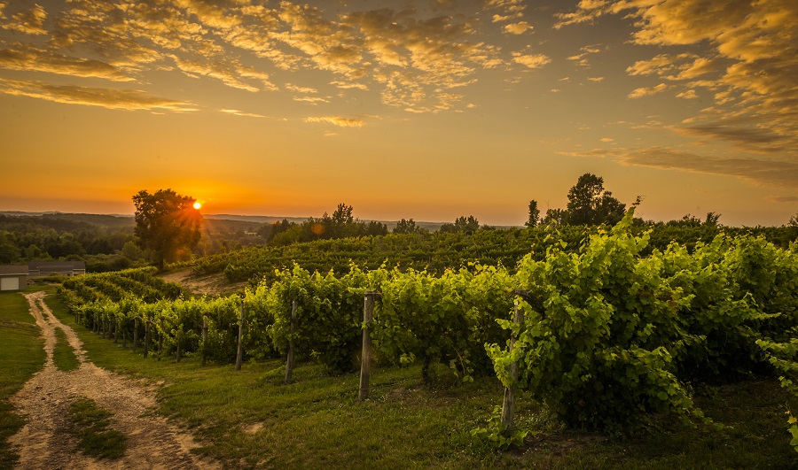 Weinhänge bei Traverse City