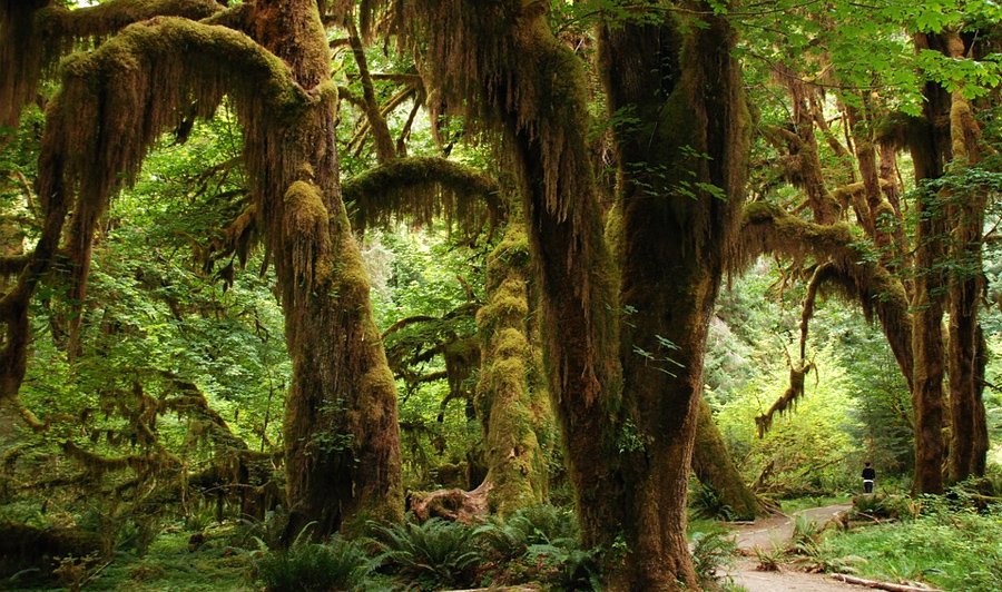 Olympic National Park