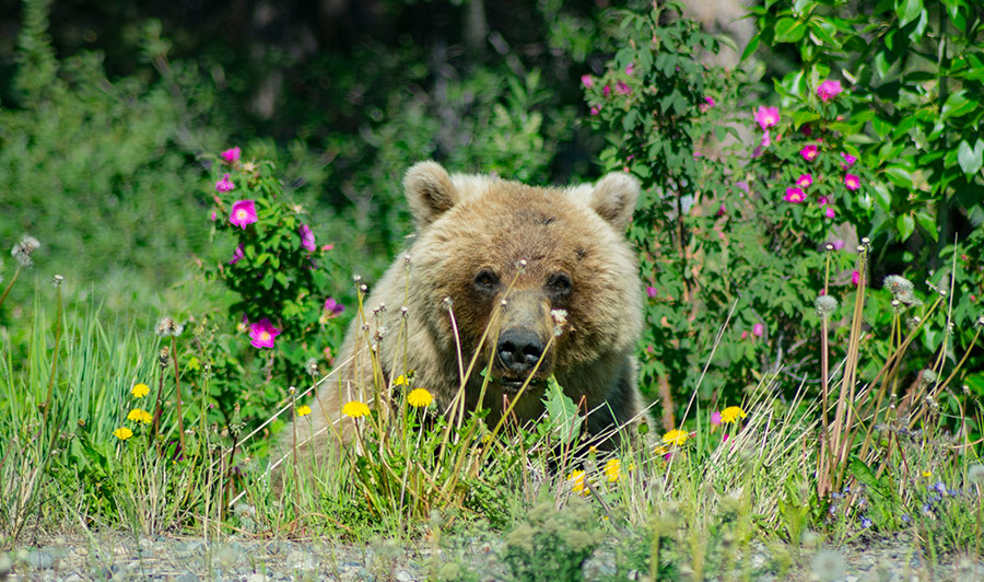 Grizzly-Bären im Yukon