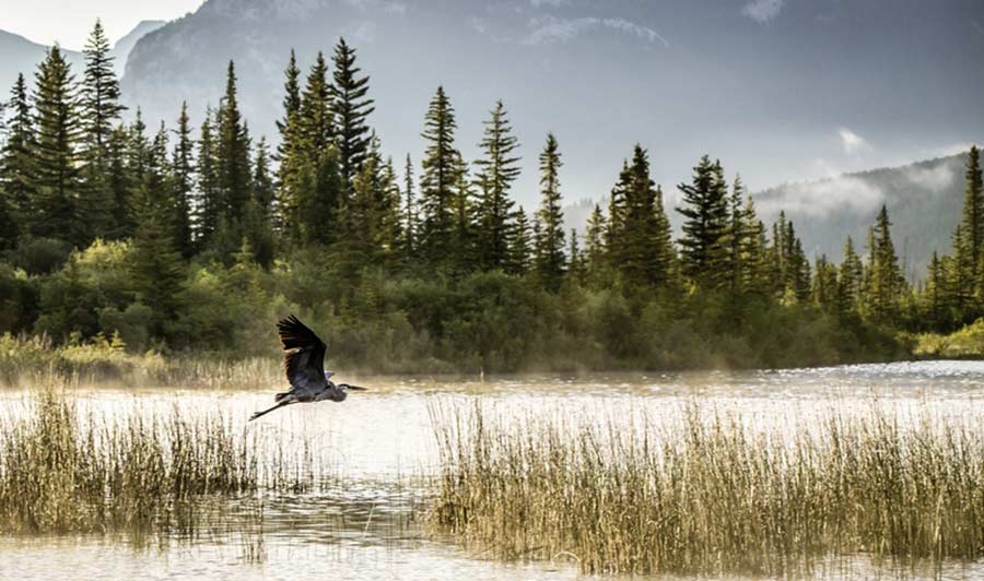 Streifzug durch die kanadische Wildnis